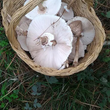 Il Pozzo Della Citerna Gasthof